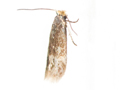 Stigmella lapponica